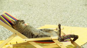 Preview wallpaper cat, lie, lounge, beach, funny