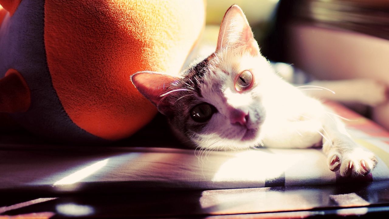 Wallpaper cat, lie, paw, face, sunlight hd, picture, image