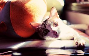 Preview wallpaper cat, lie, paw, face, sunlight