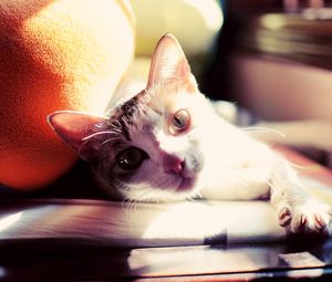 Preview wallpaper cat, lie, paw, face, sunlight