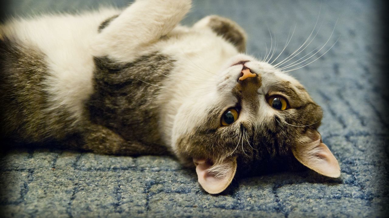Wallpaper cat, lie, play, nice