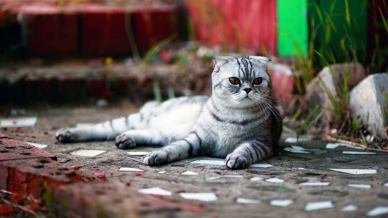 Wallpaper cat, lie, striped, waiting