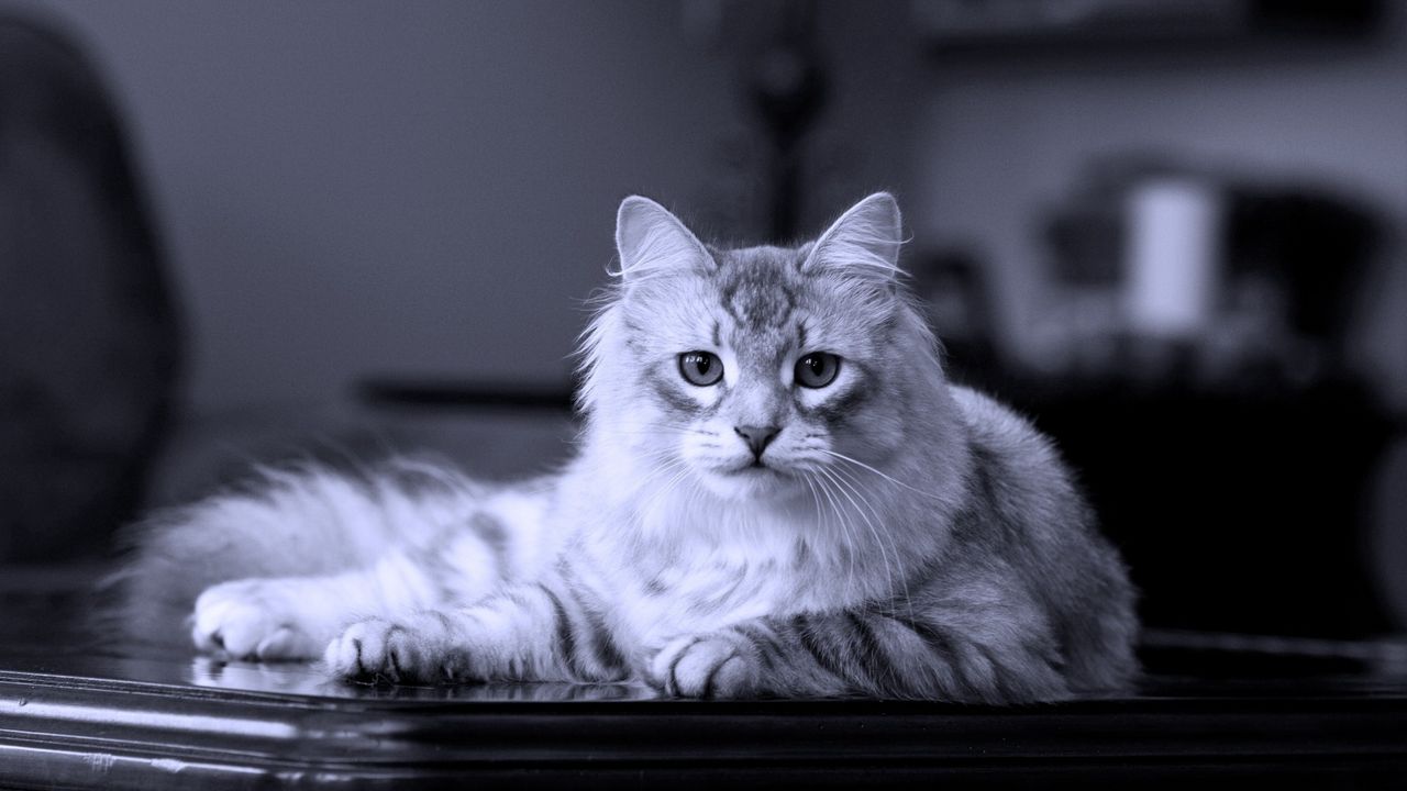 Wallpaper cat, lies, fluffy, beautiful