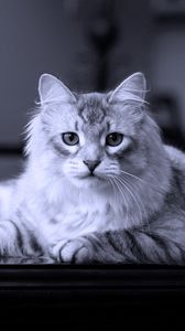 Preview wallpaper cat, lies, fluffy, beautiful