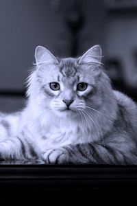 Preview wallpaper cat, lies, fluffy, beautiful
