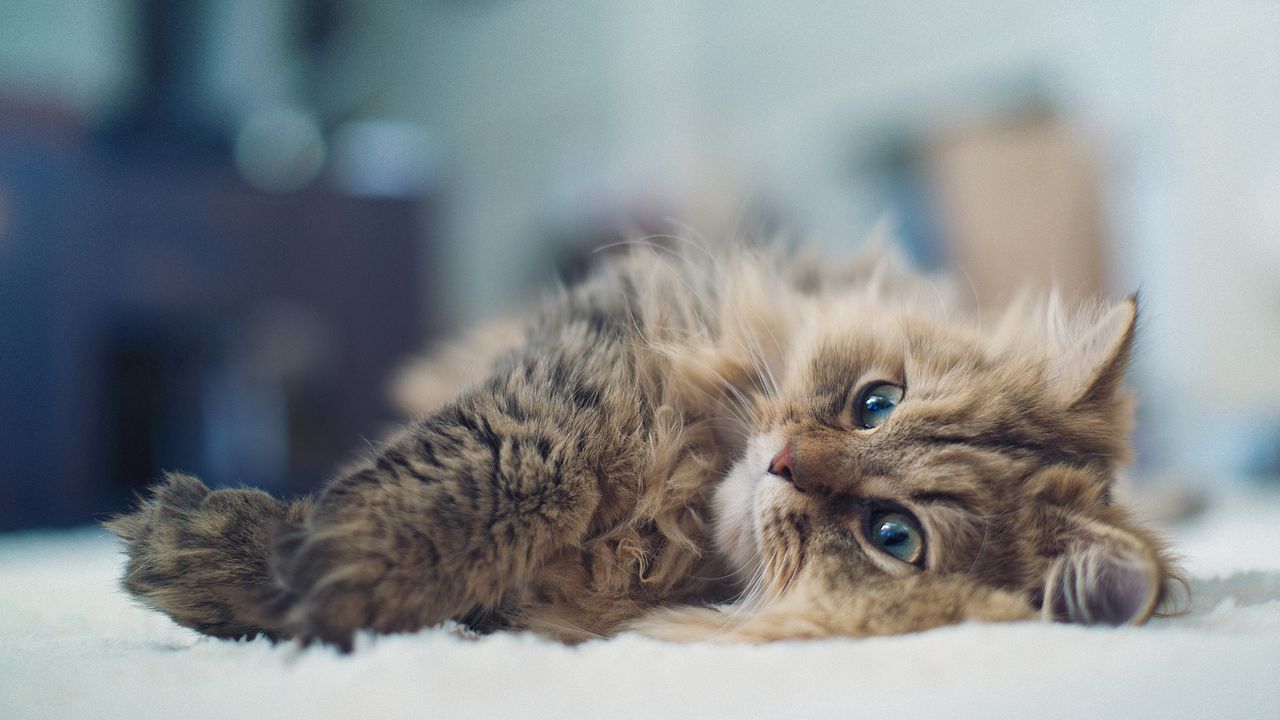 Wallpaper cat, lies, glare, fluffy
