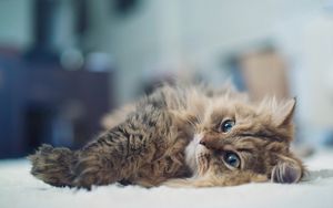 Preview wallpaper cat, lies, glare, fluffy