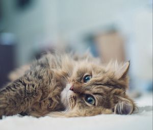 Preview wallpaper cat, lies, glare, fluffy