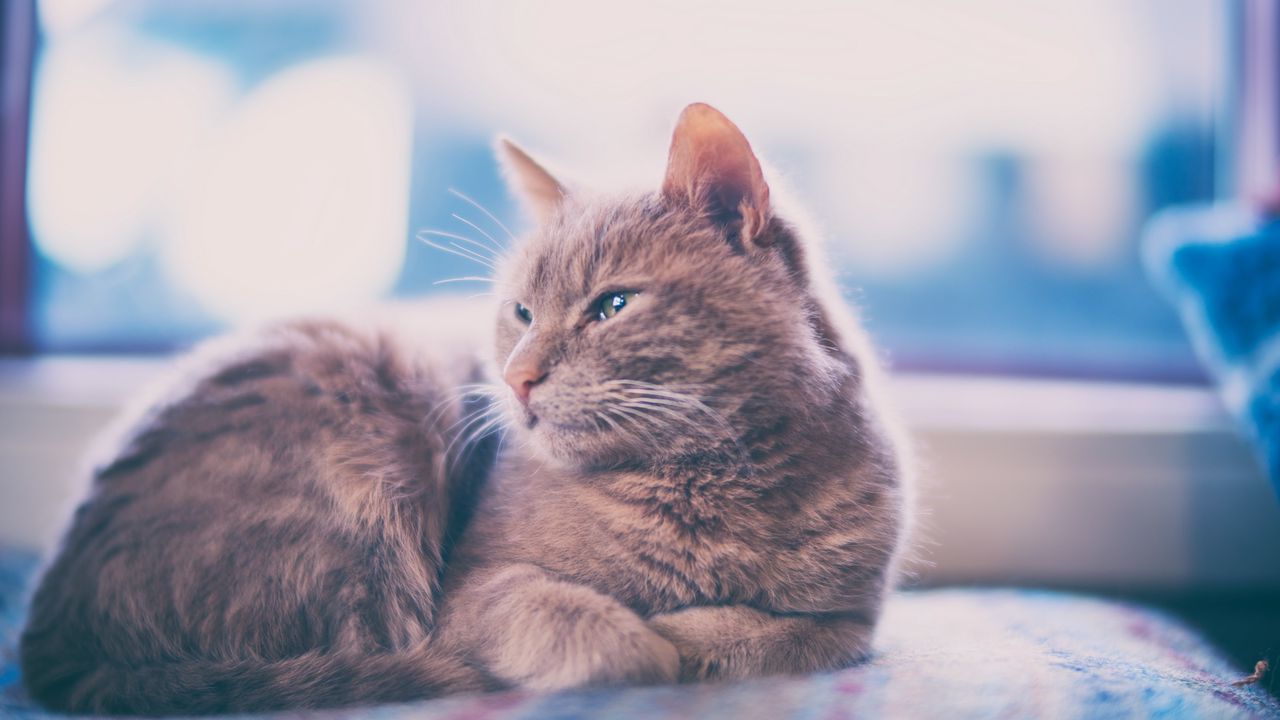 Wallpaper cat, lies, gray