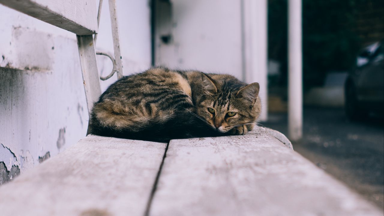 Wallpaper cat, lies, street