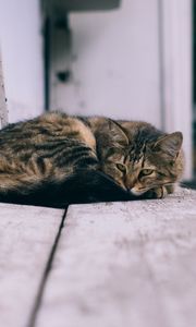 Preview wallpaper cat, lies, street
