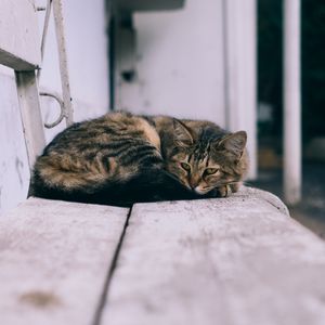 Preview wallpaper cat, lies, street