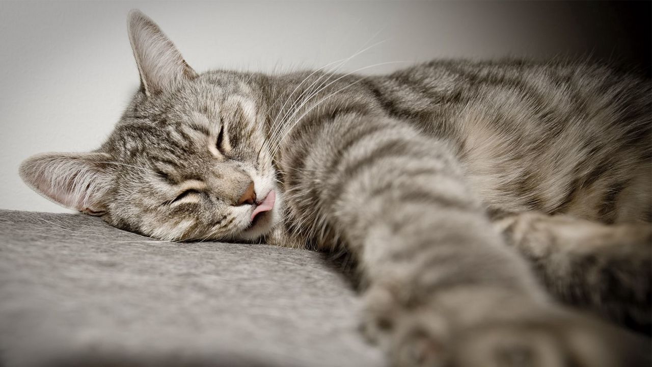 Wallpaper cat, lies, tongue, paw