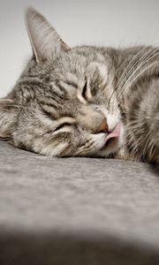 Preview wallpaper cat, lies, tongue, paw