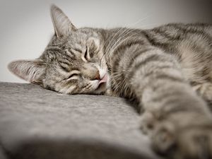 Preview wallpaper cat, lies, tongue, paw