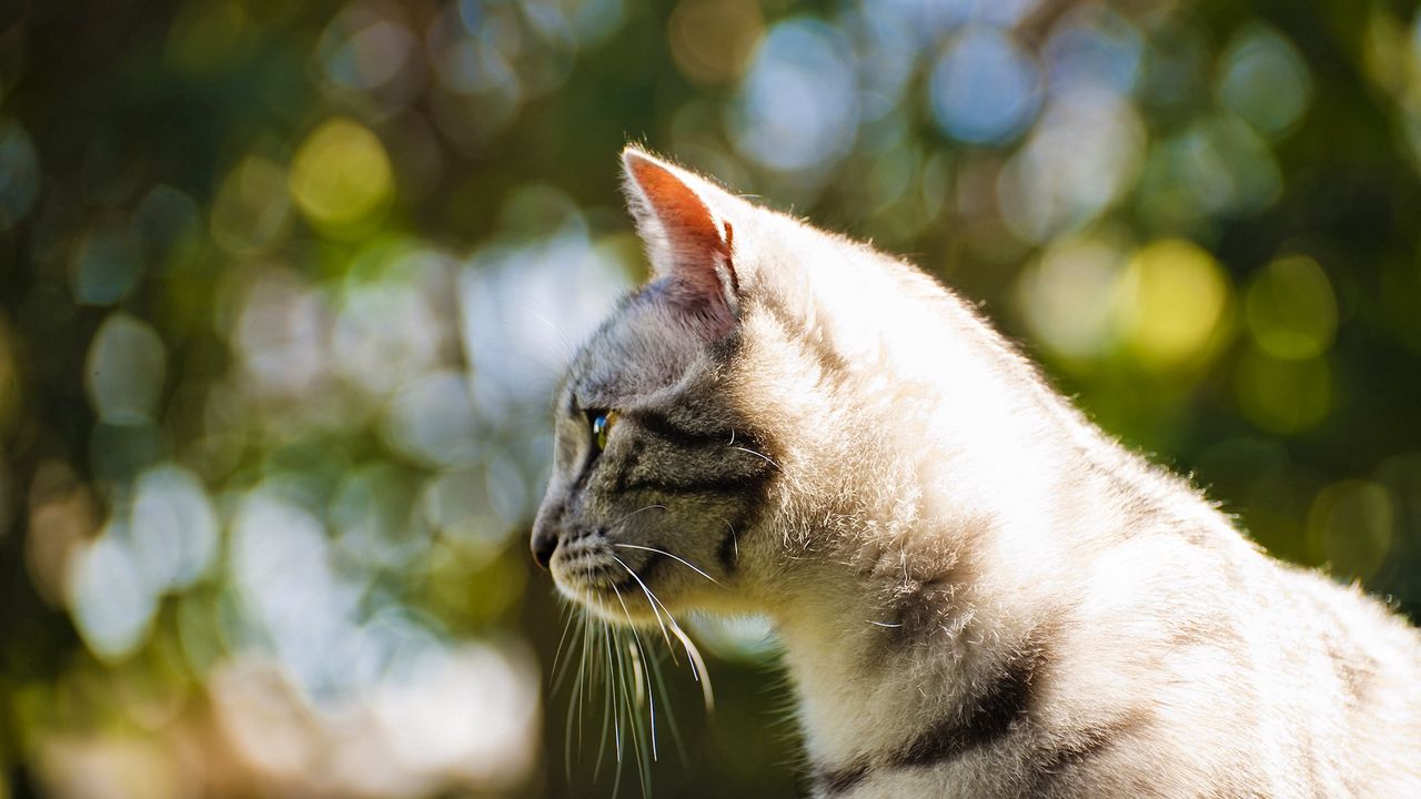 Wallpaper cat, light, glare, profile