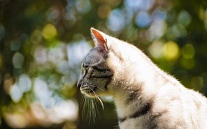 Preview wallpaper cat, light, glare, profile