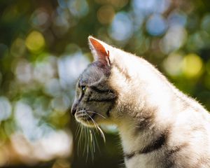 Preview wallpaper cat, light, glare, profile