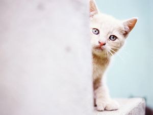 Preview wallpaper cat, light, wall, face