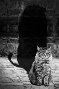 Preview wallpaper cat, lion, shadow, bw