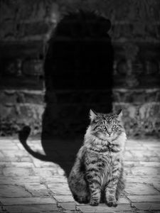 Preview wallpaper cat, lion, shadow, bw
