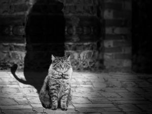 Preview wallpaper cat, lion, shadow, bw
