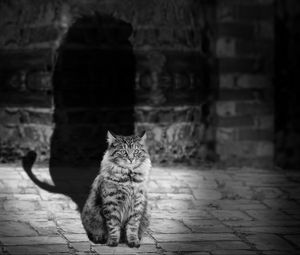 Preview wallpaper cat, lion, shadow, bw