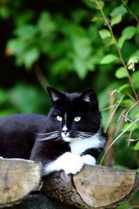 Preview wallpaper cat, logs, grass, lie