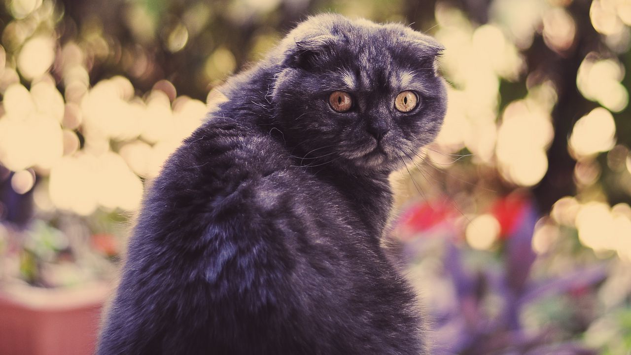 Wallpaper cat, look, face, fat, glare