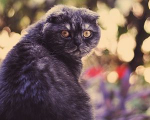 Preview wallpaper cat, look, face, fat, glare