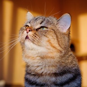 Preview wallpaper cat, look, face, light