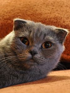 Preview wallpaper cat, look, lying, beautiful