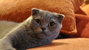 Preview wallpaper cat, look, lying, beautiful