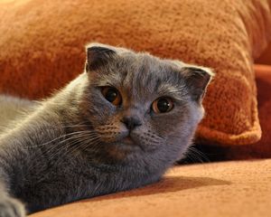 Preview wallpaper cat, look, lying, beautiful