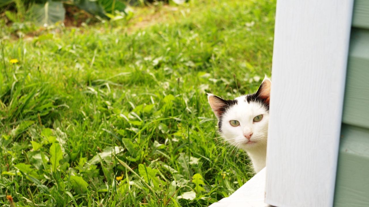 Wallpaper cat, look out, grass, window