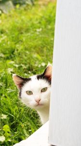 Preview wallpaper cat, look out, grass, window