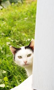 Preview wallpaper cat, look out, grass, window