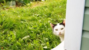 Preview wallpaper cat, look out, grass, window