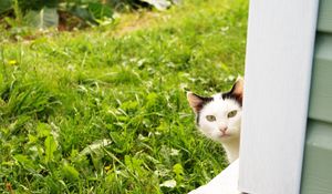 Preview wallpaper cat, look out, grass, window