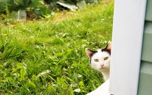 Preview wallpaper cat, look out, grass, window