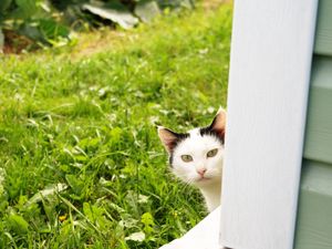 Preview wallpaper cat, look out, grass, window