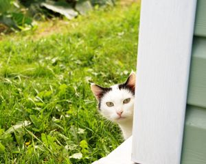 Preview wallpaper cat, look out, grass, window