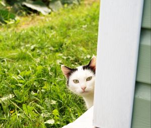 Preview wallpaper cat, look out, grass, window