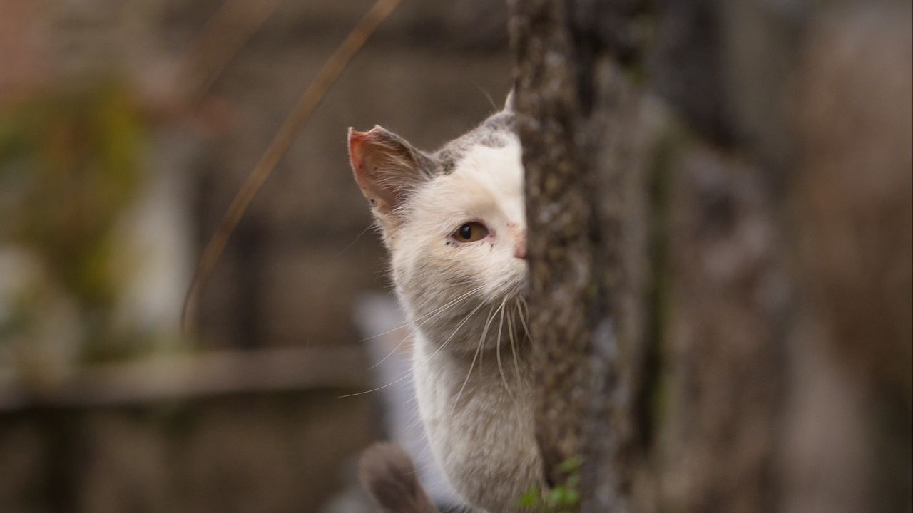 Wallpaper cat, look out, hide, blur