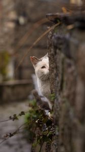 Preview wallpaper cat, look out, hide, blur