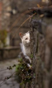 Preview wallpaper cat, look out, hide, blur