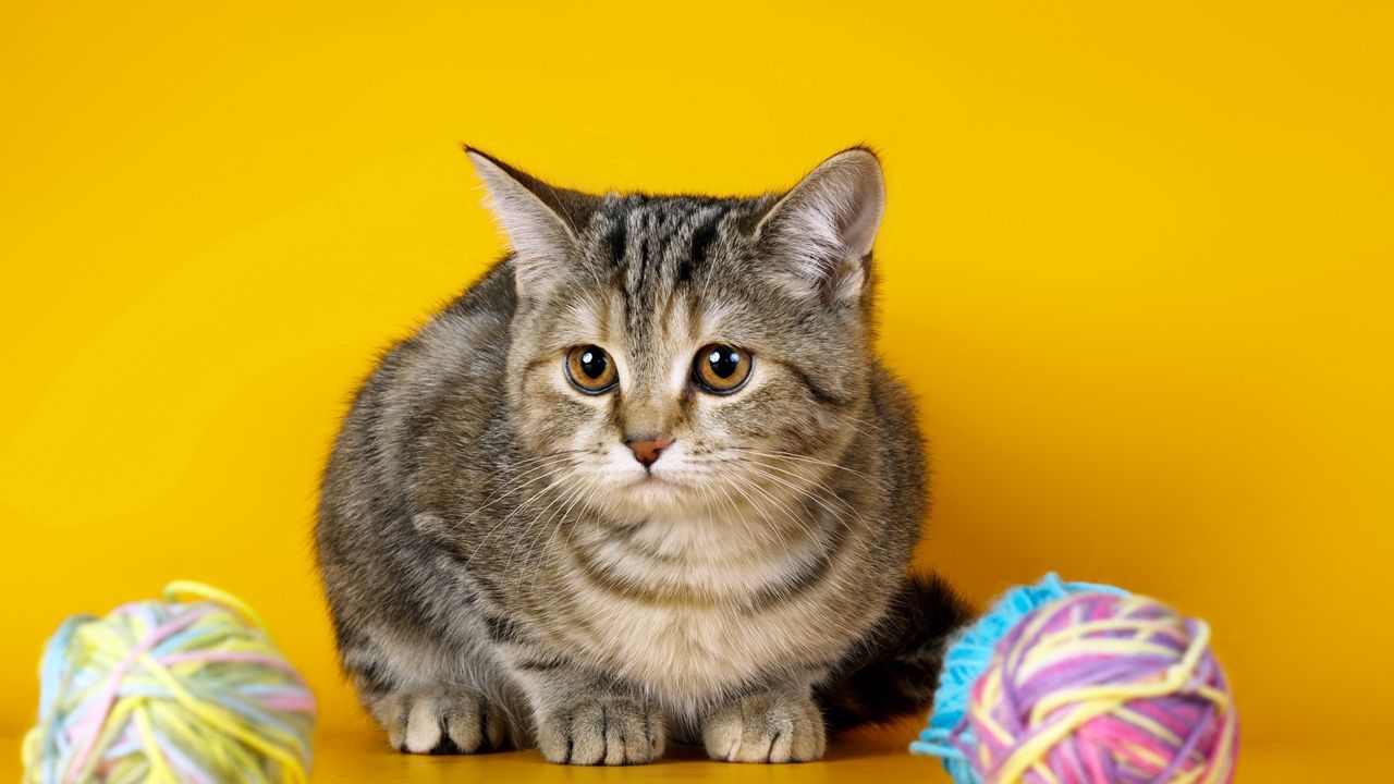 Wallpaper cat, look, whiskers, fur, balls