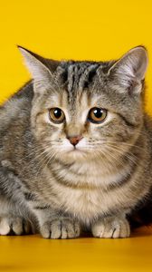 Preview wallpaper cat, look, whiskers, fur, balls