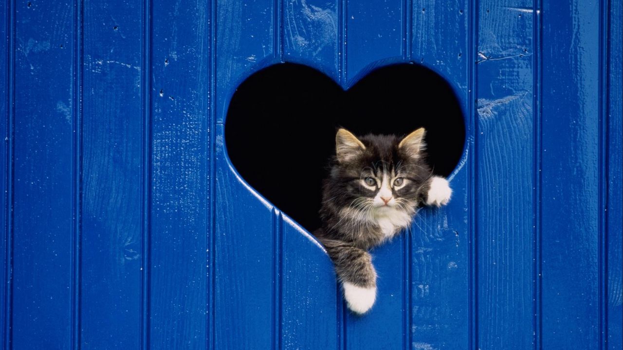 Wallpaper cat, looking out, door, heart, wooden