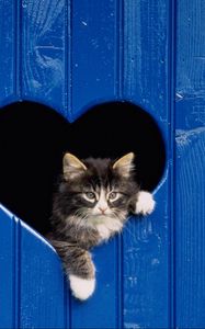 Preview wallpaper cat, looking out, door, heart, wooden